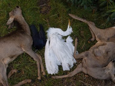 Dzikie zwierzęta giną w czasie fajerwerków Zwierzęta, które zginęły w sylwestrową noc 2021/2022