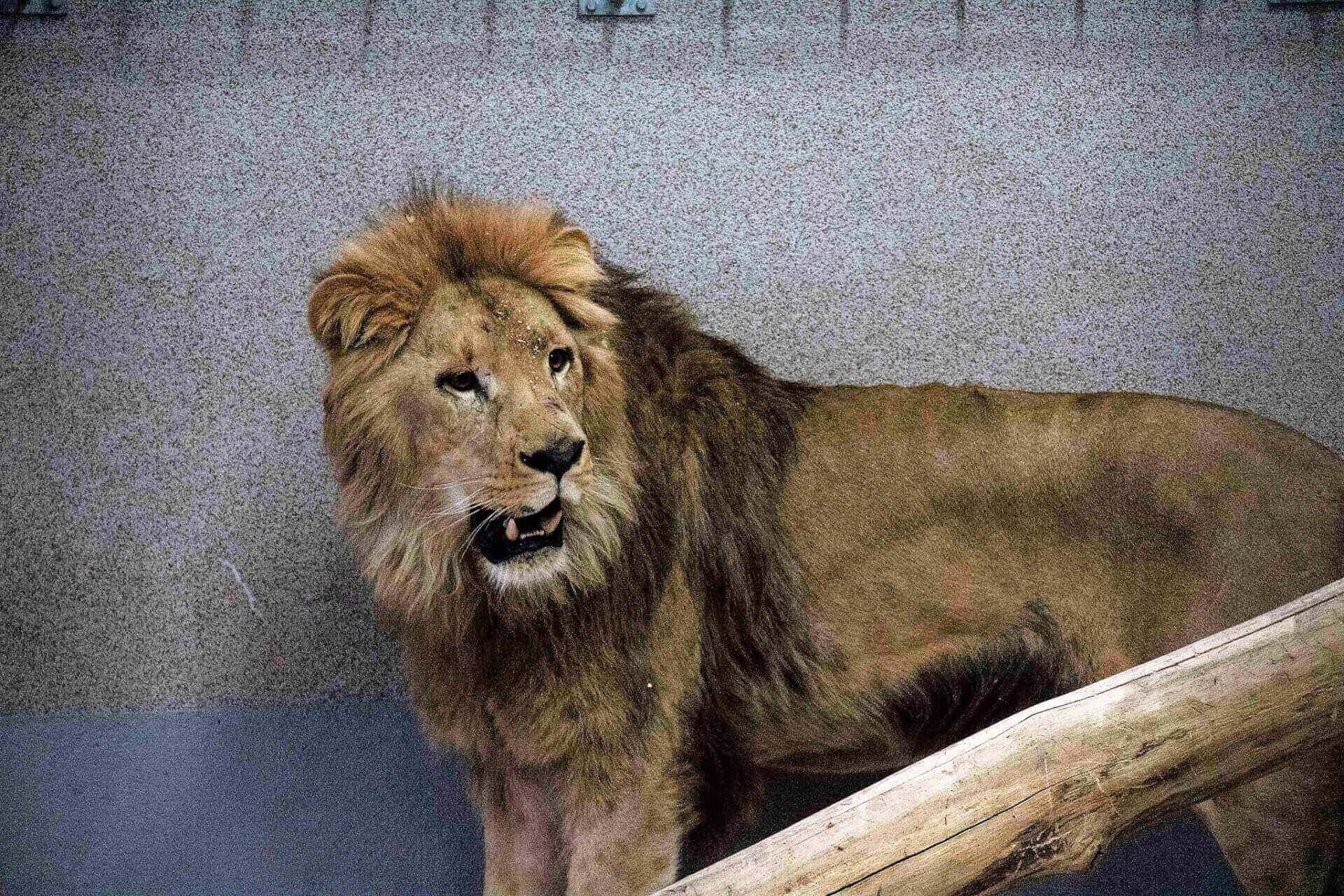 Nowy lew w śląskim zoo