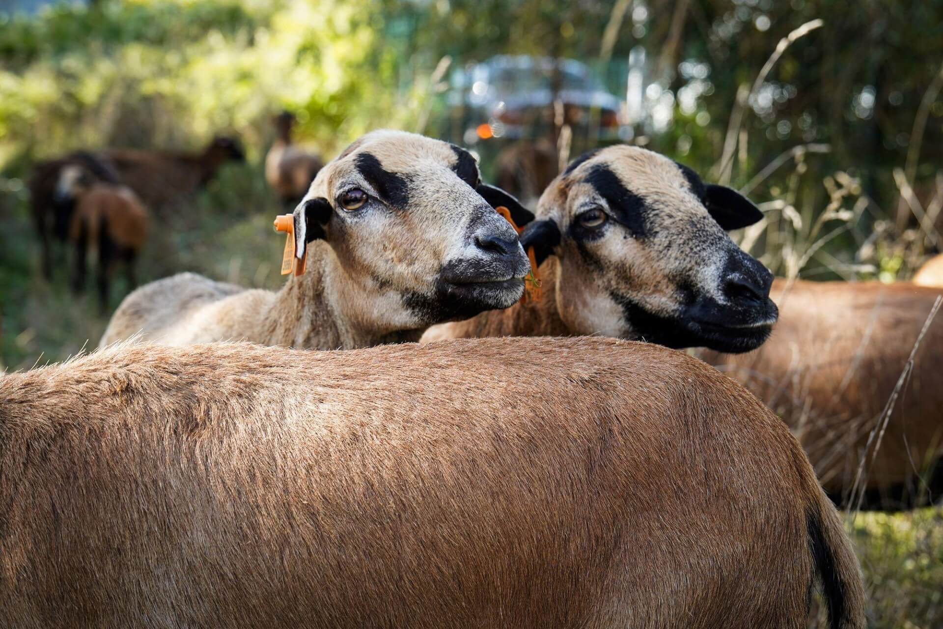 Owce kosza trawe katowice 03