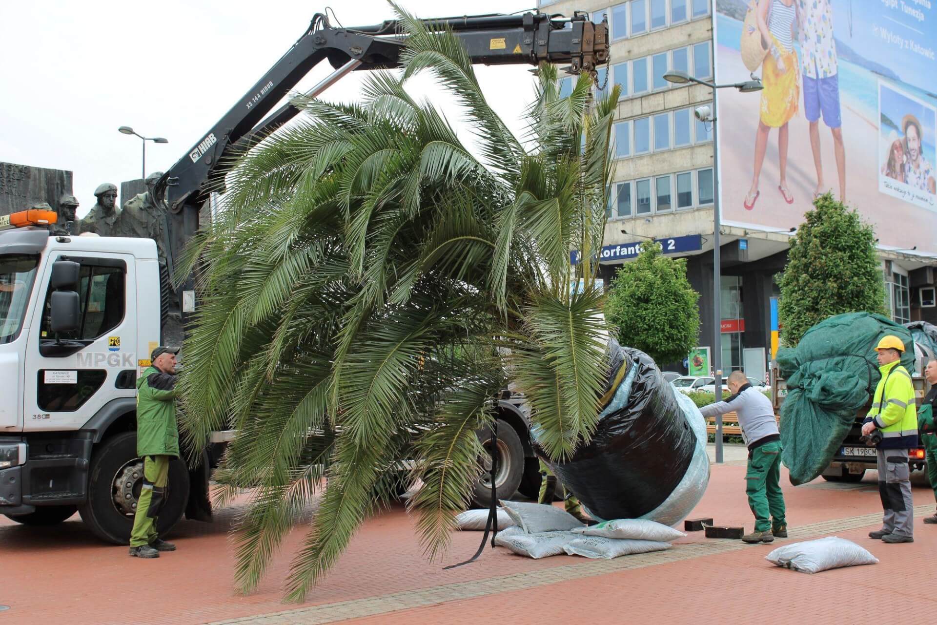 Palmy rynek katowice 2