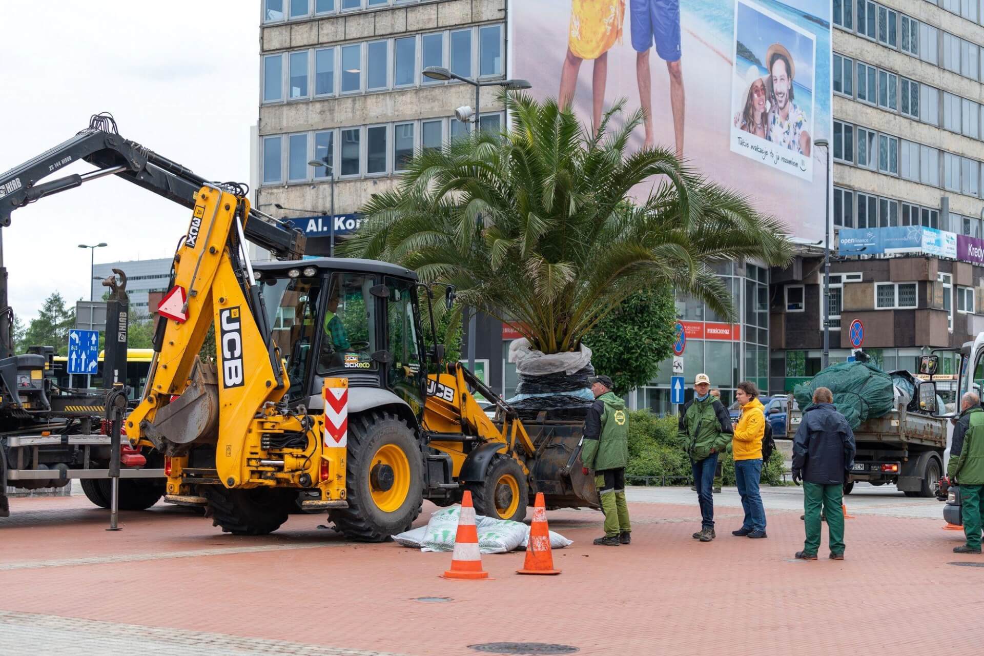 Palmy rynek katowice 5