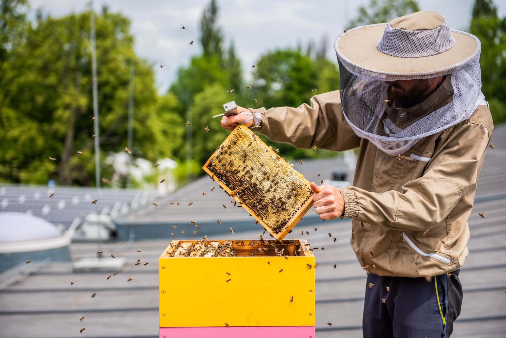 Pszczoły na dachu basenu Brynów