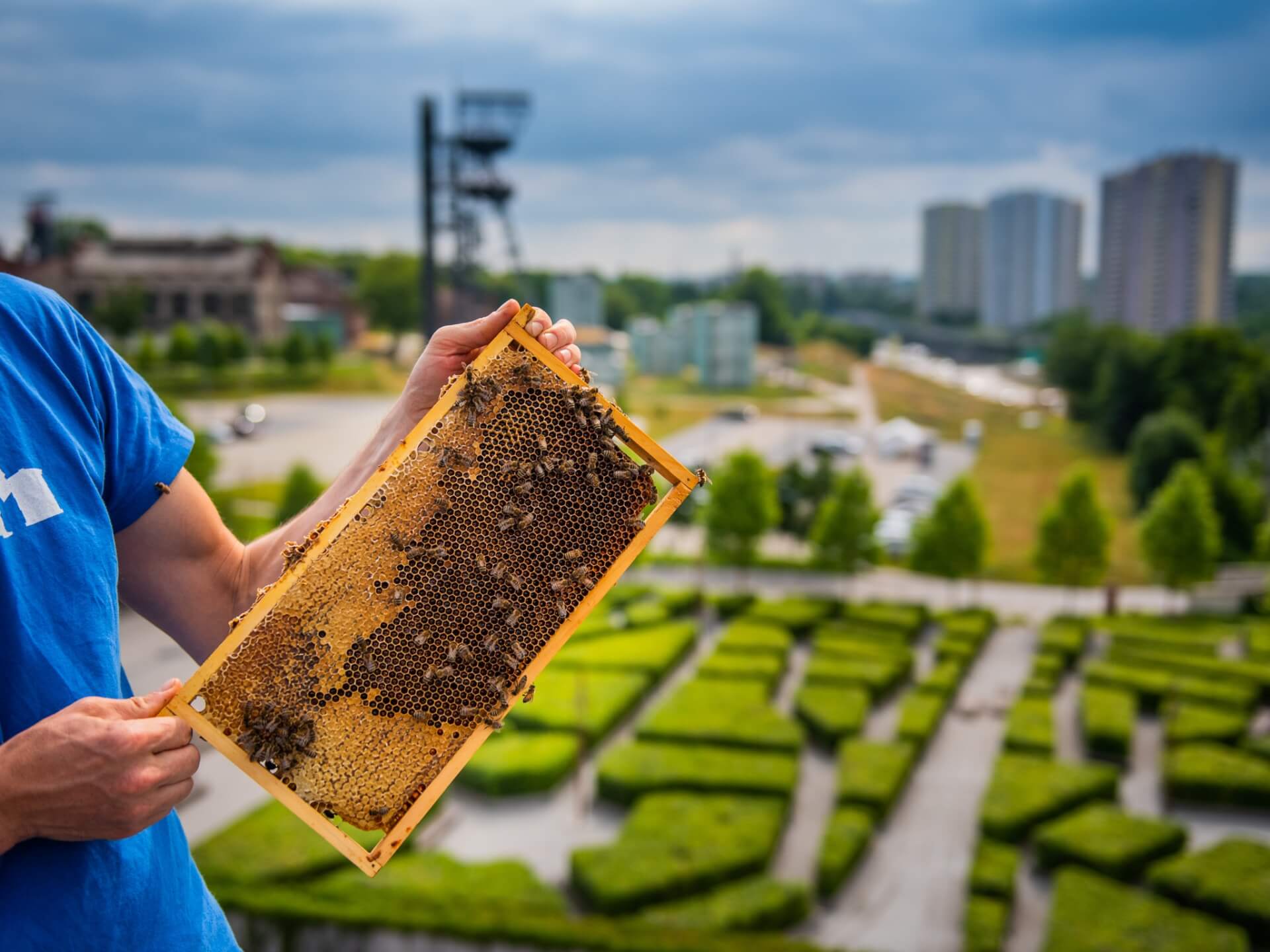 Pszczoły na dachu NOSPR