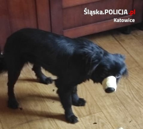 Suczka Misia odebrana panu w Katowicach1