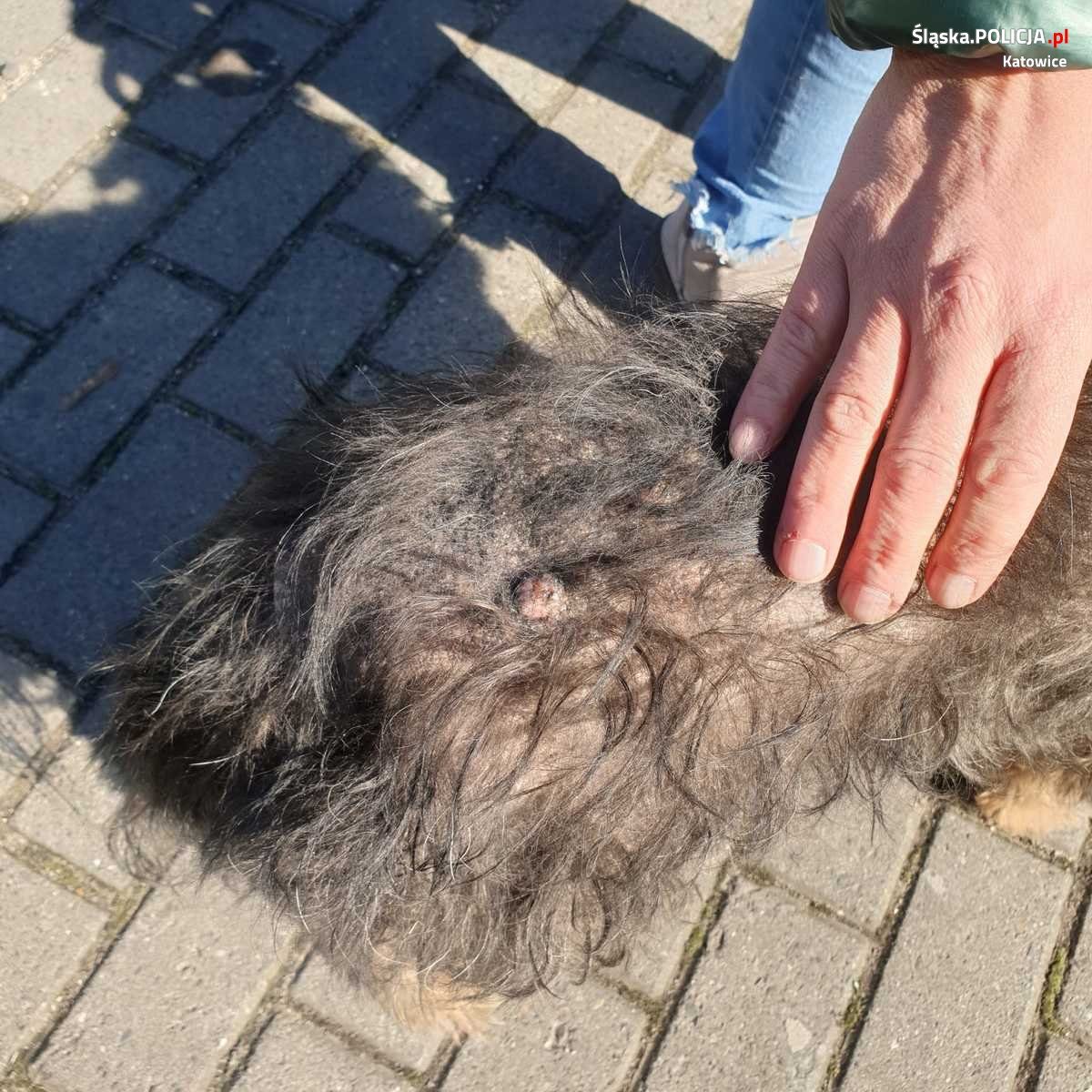Zaniedbany pies Katowice Załęże