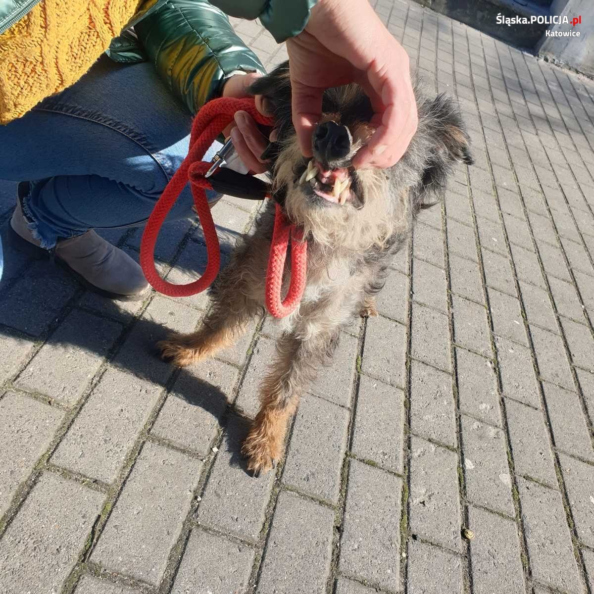 Zaniedbany pies Katowice Załęże1