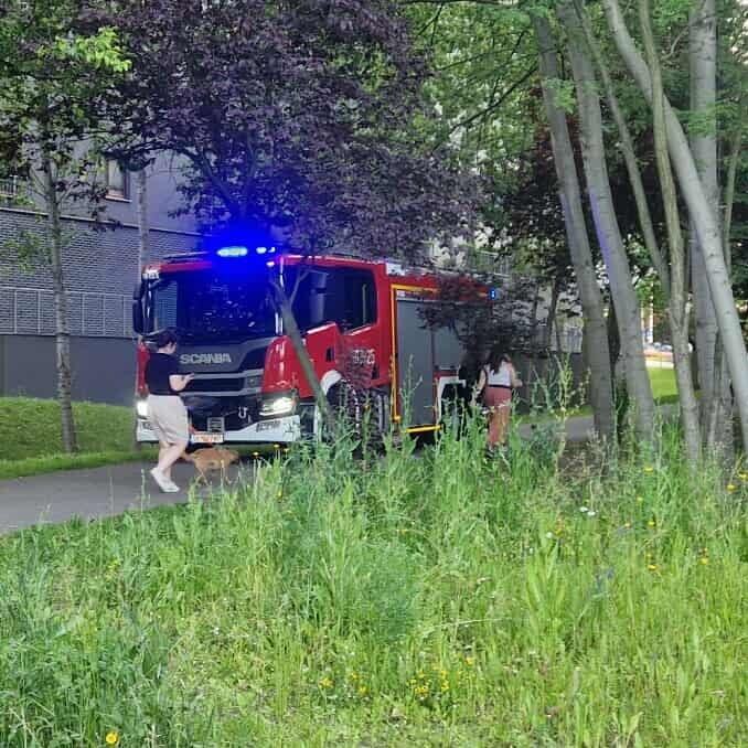 Katowice. Dolina Trzech Stawów – staw Łąka. 21 czerwca 2025.