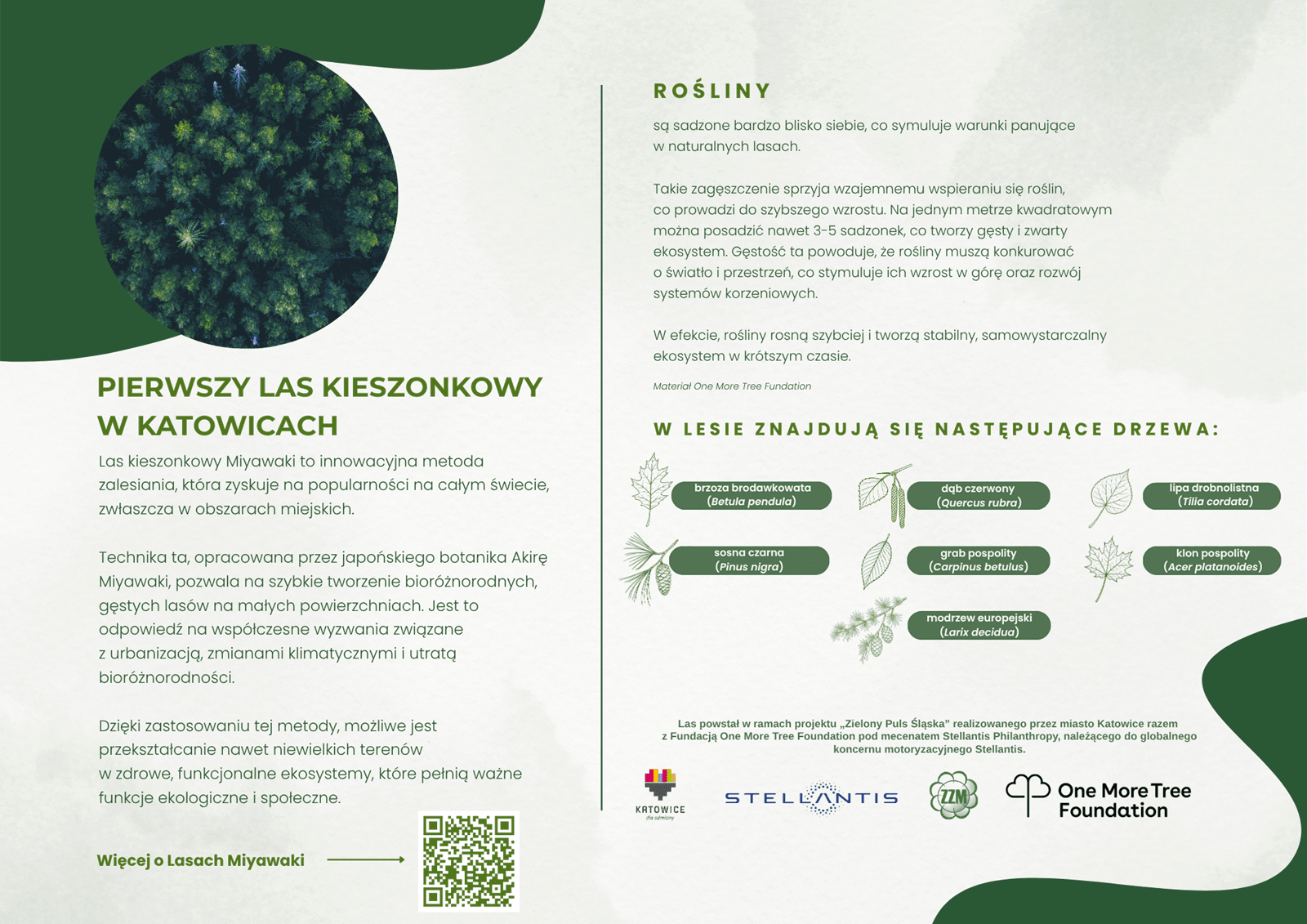 Las kieszonkowy, najważniejsze informacje