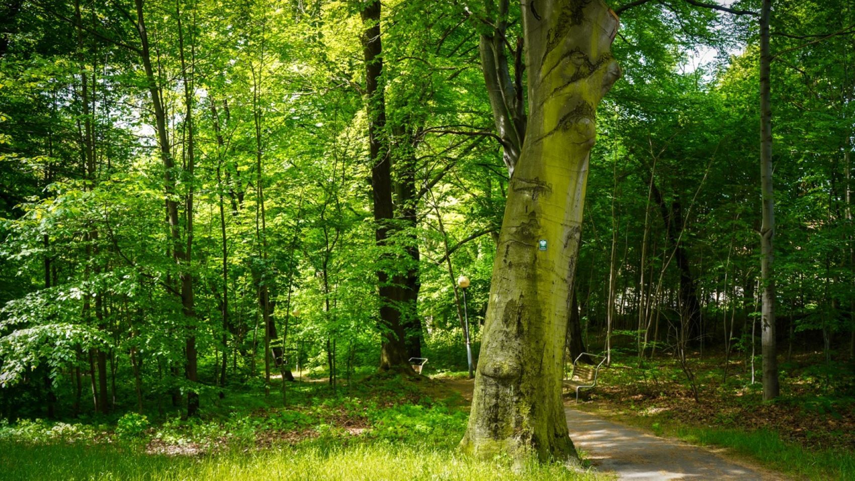 Park Murckowski, Katowice