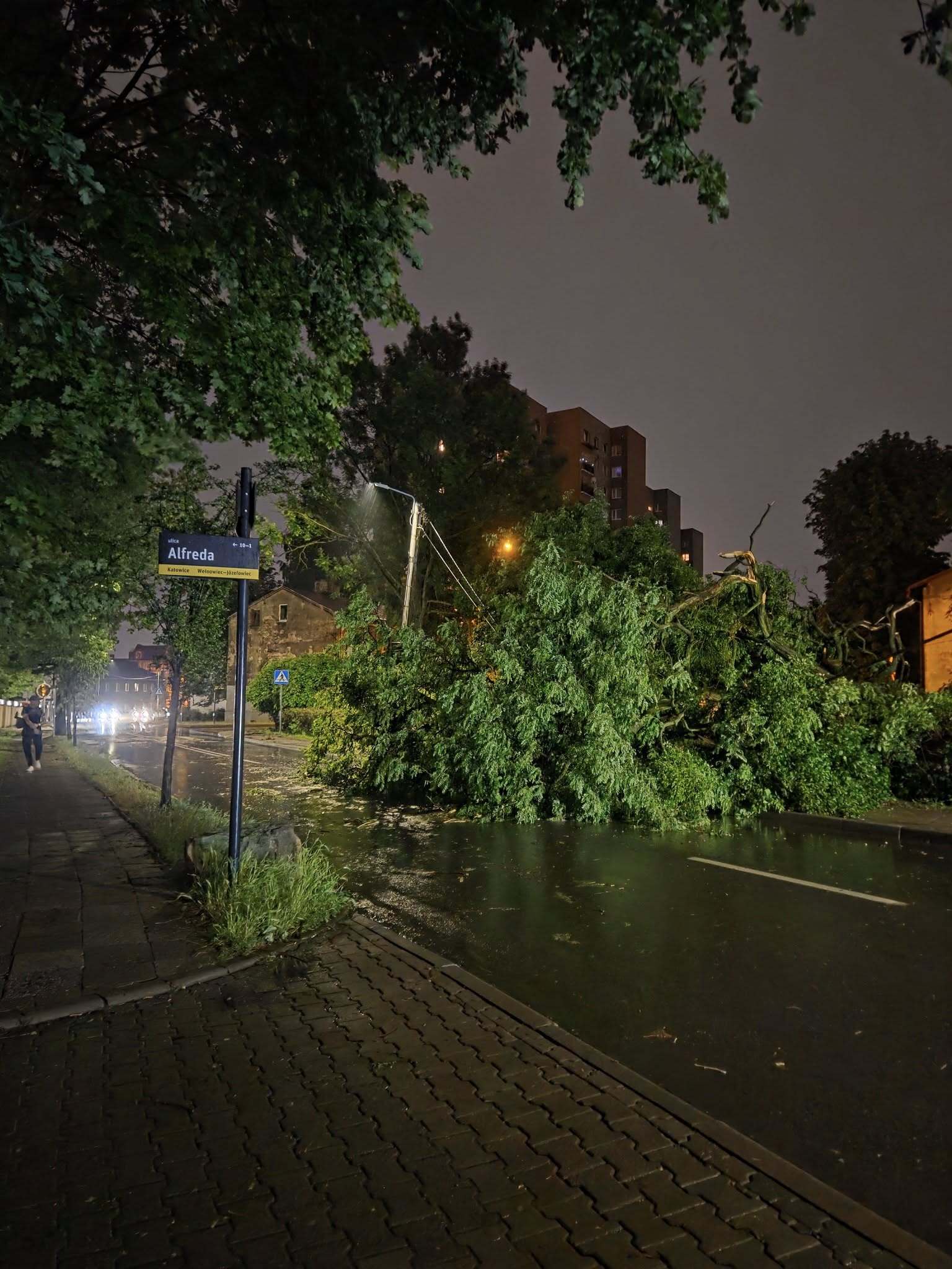 Powalone drzewo Katowice Welnowiec 1