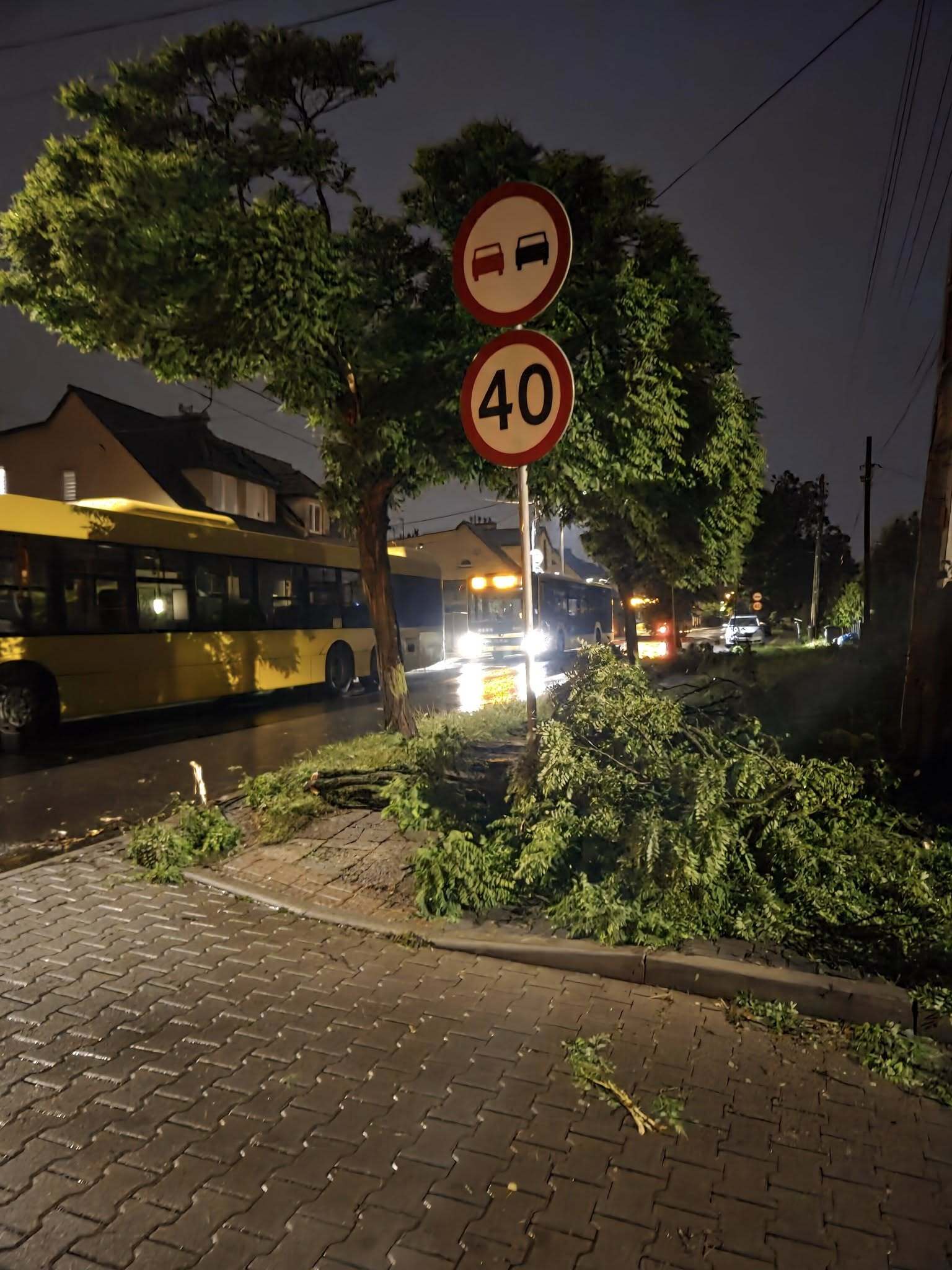 Powalone drzewo Katowice Welnowiec 2