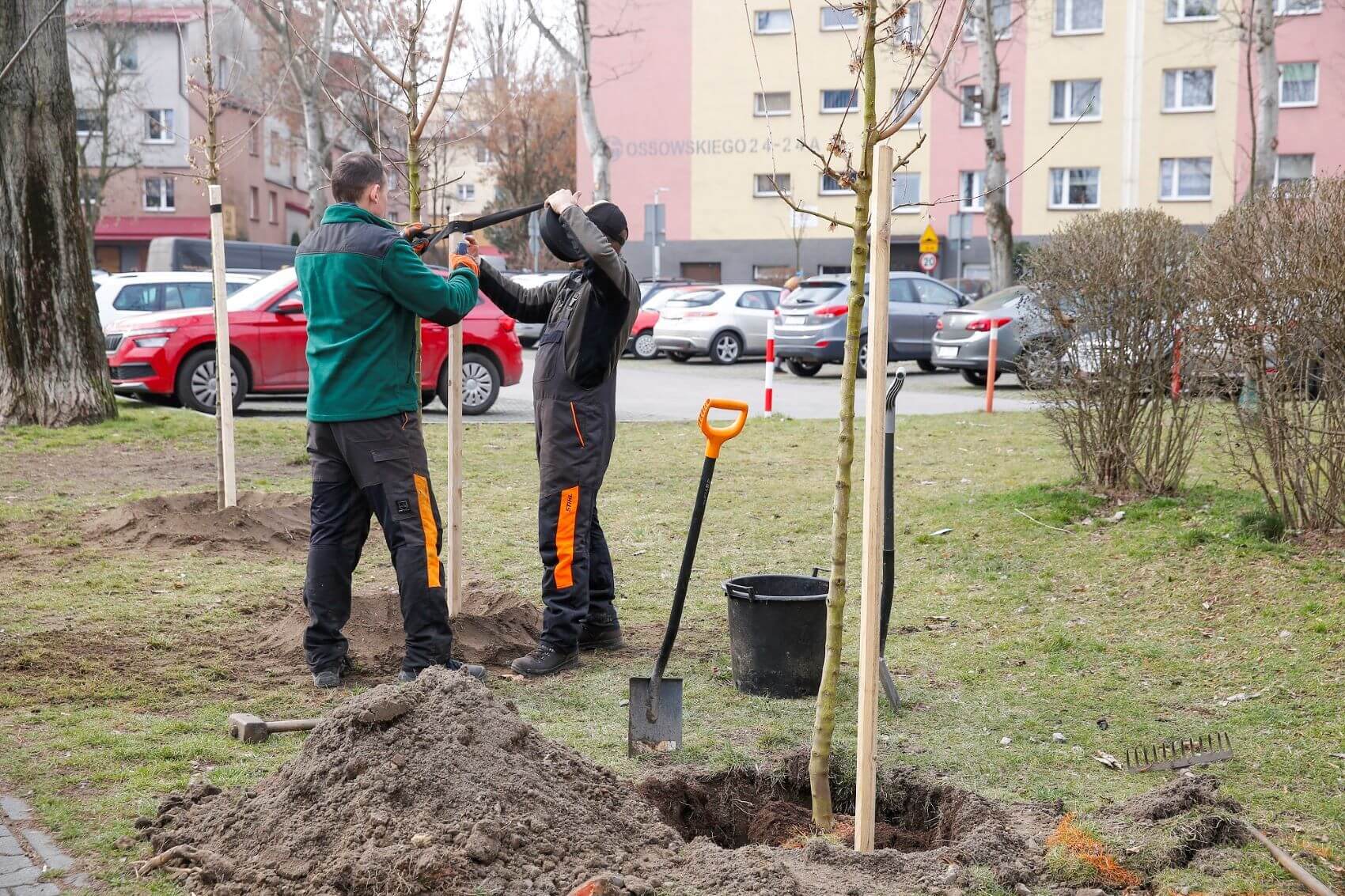 Sadzenie drzew przy ul, Ossowskiego, Katowice