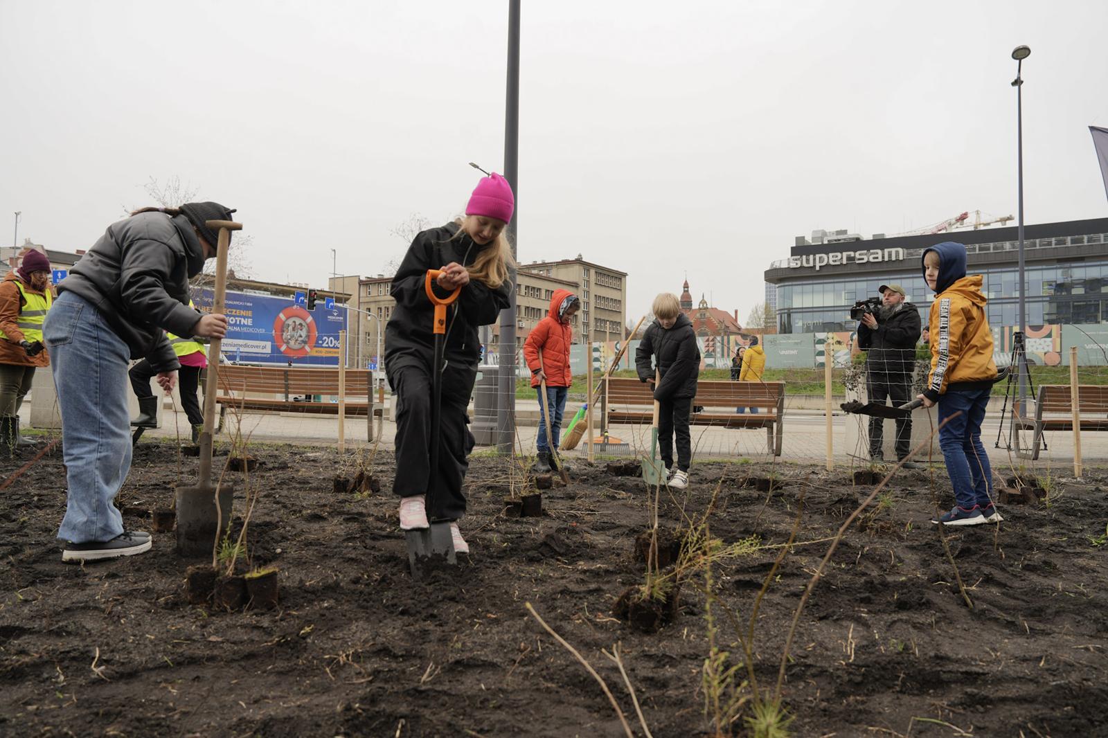 Sadzenie mikrolasu, Katowice Rynek