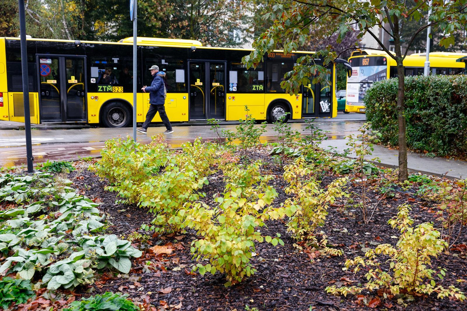 Nasadzenia w Katowicach