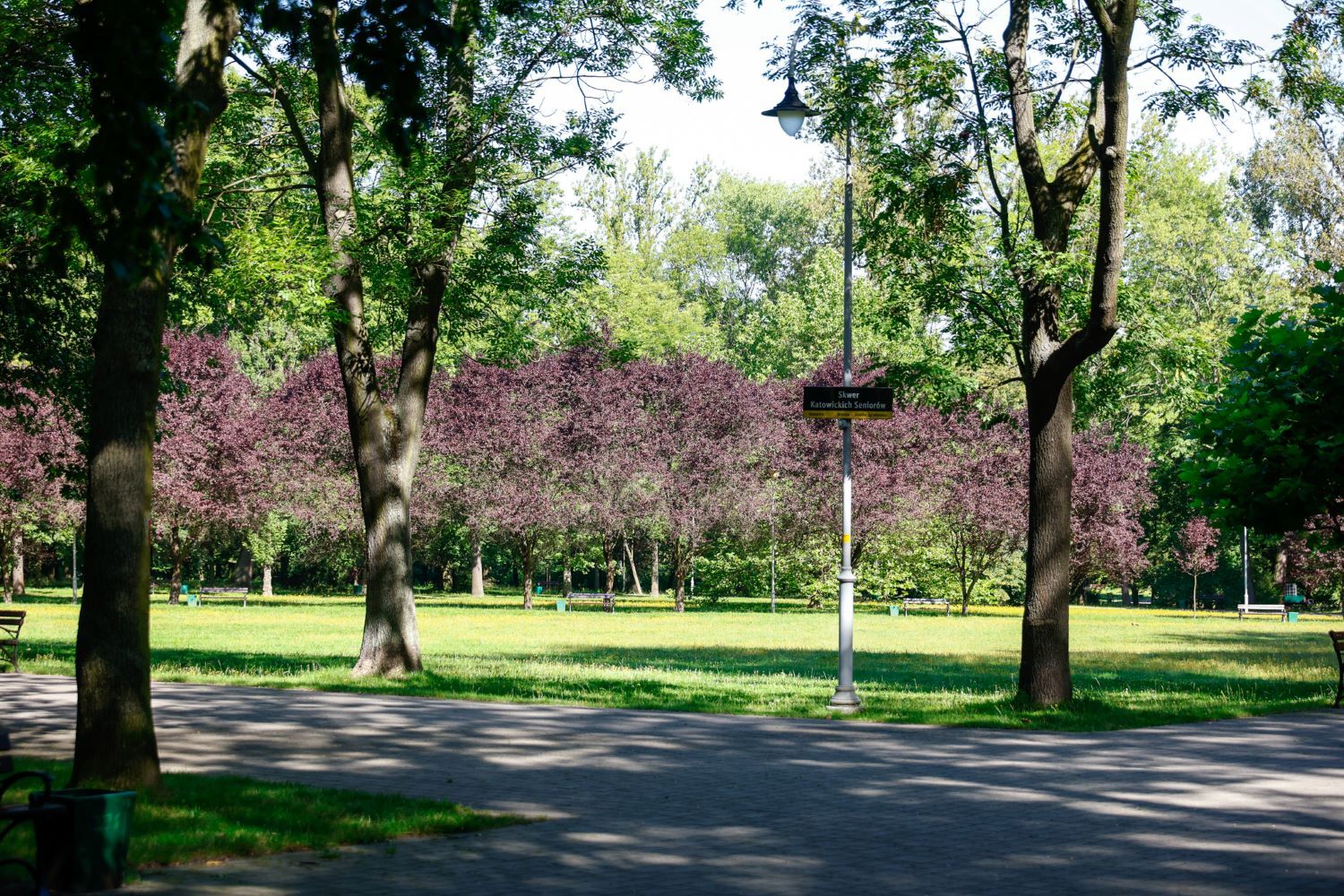 Skwer Katowickich Seniorów, park Kościuszki