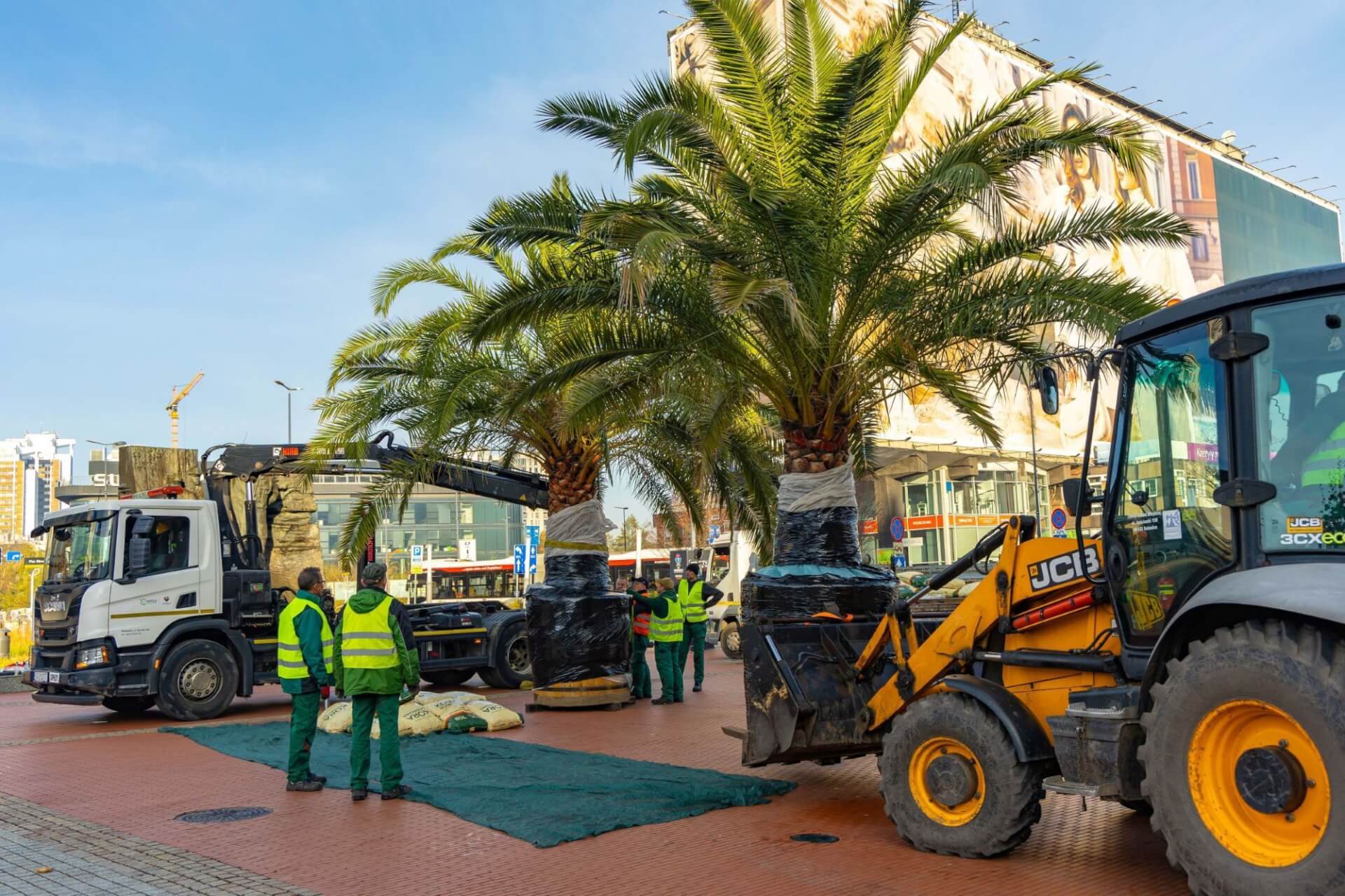 Transport palmy Katowice