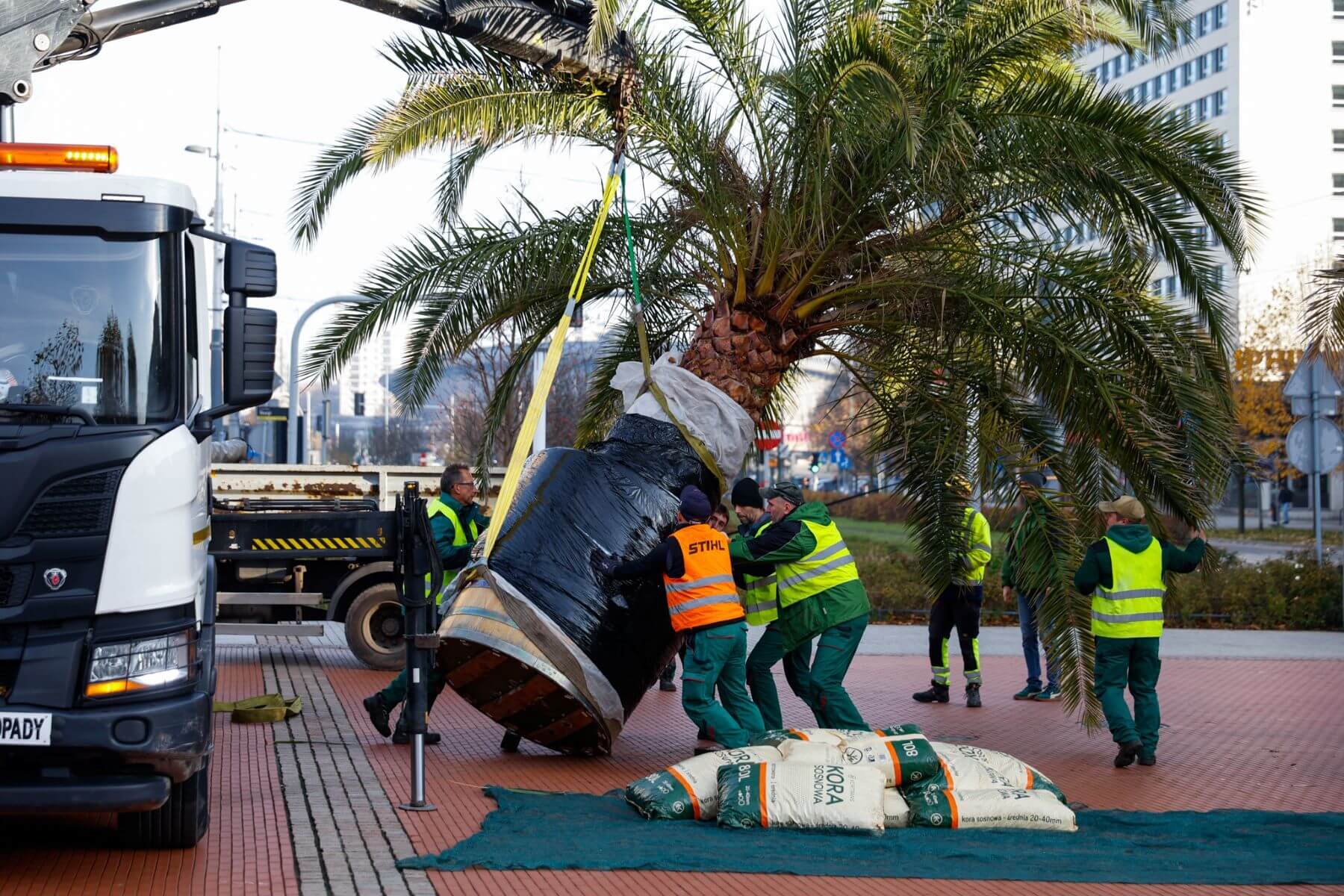 Cztery katowickie palmy żegnają Rynek na zimę. Ania, Stasia, Kasia i Grażyna trafiły do przechowalni