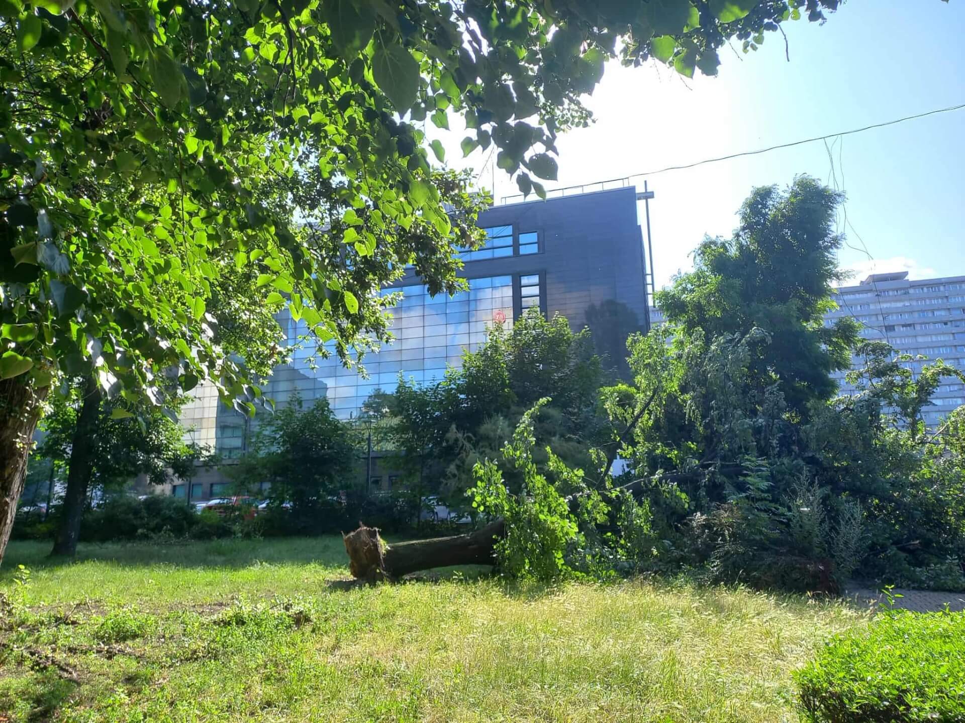 Zniszczenia w Katowicach. Wiatr wyrwał drzewo z korzeniami