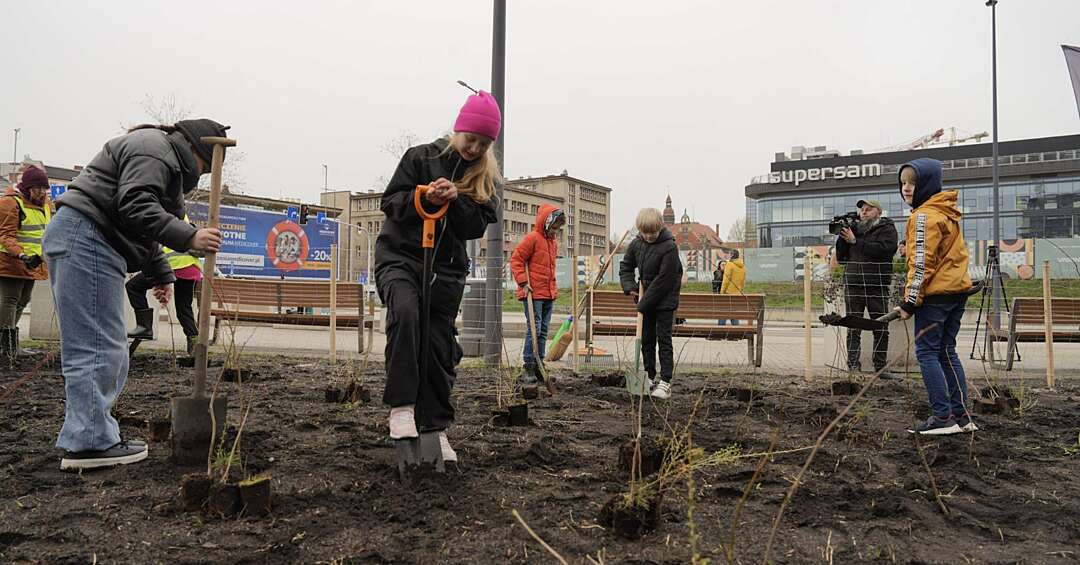 Katowice. Zamiast skwerku - mikrolas Miyawaki, czyli gęsto na skrawku ziemi. Pierwszy powstał na Rynku, ale będą kolejne