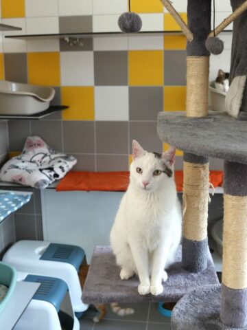 Nowy pawilon dla kotów Nowy pawilon dla kotów