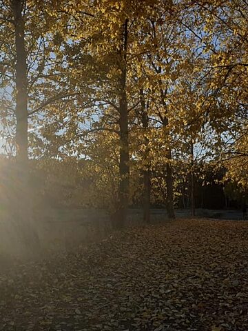 Dawniej aleja drzew teraz stadion GKS Dawniej aleja drzew teraz stadion GKS