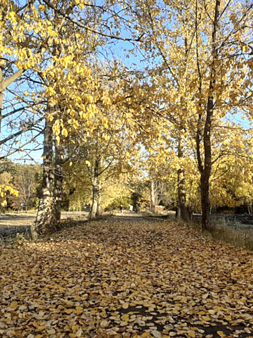 Dawniej aleja drzew teraz stadion GKS Dawniej aleja drzew teraz stadion GKS