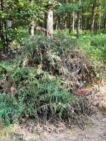 Koczownik, Las Murckowski Koczownik, Las Murckowski