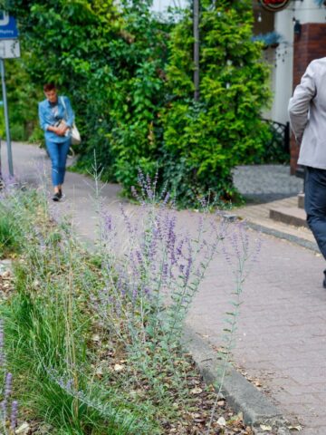 Nasadzenia Nasadzenia