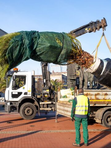Palmy Katowice Rynek Palmy Katowice Rynek