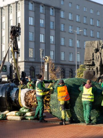 Palmy Katowice Rynek Palmy Katowice Rynek