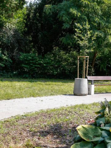 Skwer Górskiego, Dąb, Katowice Skwer Górskiego, Dąb, Katowice