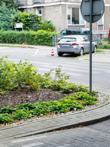 Nasadzenia Nasadzenia