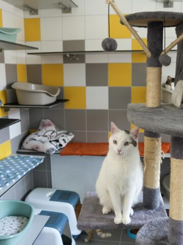 Pawilon dla kotów w Miejskim Schronisku dla Zwierząt Pawilon dla kotów w Miejskim Schronisku dla Zwierząt