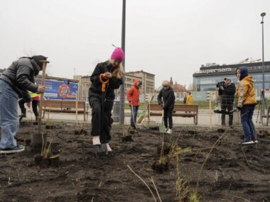 Zamiast skwerku - mikrolas, czyli gęsto na skrawku ziemi Sadzenie mikrolasu, Katowice Rynek