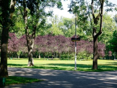 Kolejne projekty z Zielonego Budżetu idą do realizacji Skwer Katowickich Seniorów, park Kościuszki
