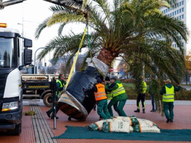 Cztery katowickie palmy żegnają Rynek na zimę Transport palmy Katowice 02