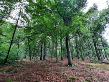 Uroczysko Buczyna. Naturalny las w środku metropolii Uroczysko Buczyn 5